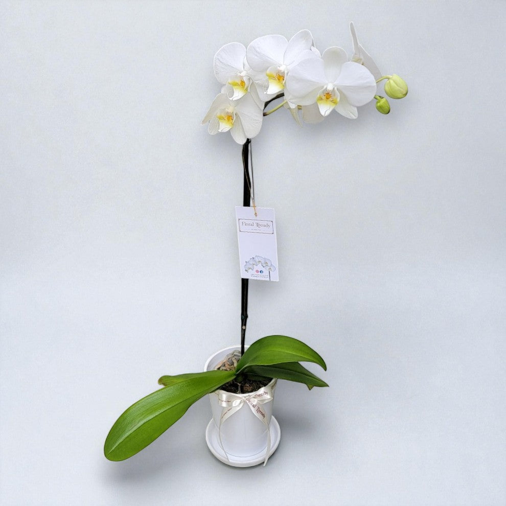 ORQUIDEA - UNA VARA BLANCA