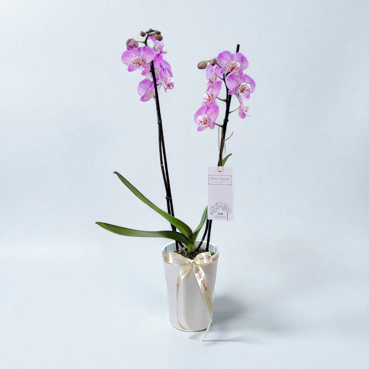 ORQUIDEA- 2 VARAS LILA