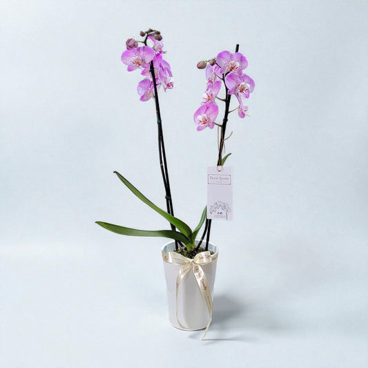 ORQUIDEA- 2 VARAS LILA