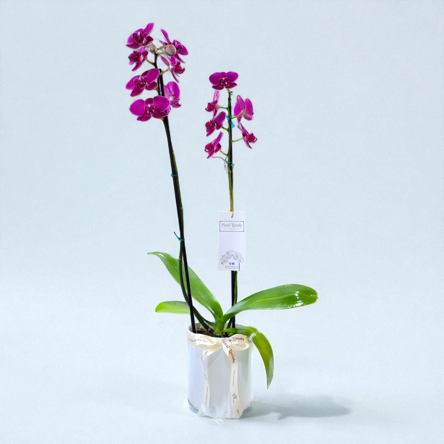 ORQUIDEA- 2 VARAS FUCSIA